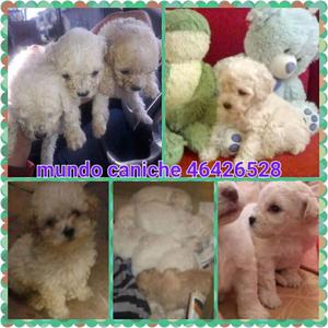 Caniche poodle minis