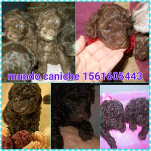 Caniches toy o mini bebes