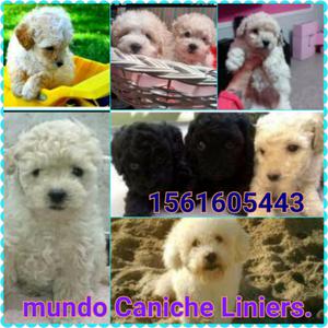 Caniches toy o mini en Liniers mundo caniche