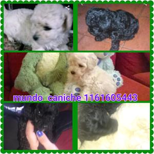 Canichitos minis bebes