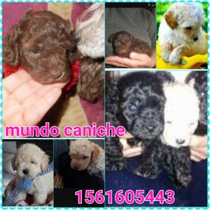 Mundo caniche liniers