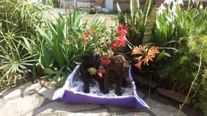 Hermoso cachorros de labrador