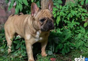 Bulldog frances servicio stud