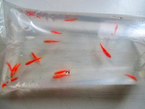 Peces Cebritas Rojo Fluor - Bolsa X 15 Ejemplares - Oferta!!