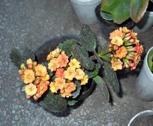 Planta Kalanchoe Blossfeldiana Flor Doble Naranja Maceta 12