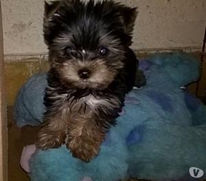 Yorkshire hermosos cachorros mini