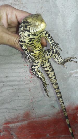 lagarto obrero bebes