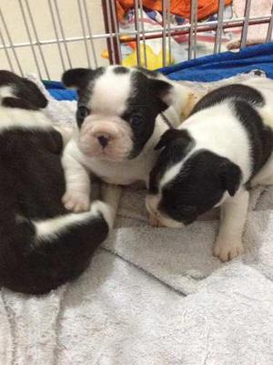 Cachorros Bulldog Frances Vaquitas