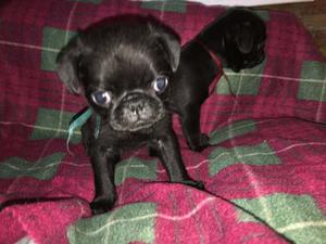 Cachorros Pug Negro Azabache Hembra Con Fca Cash