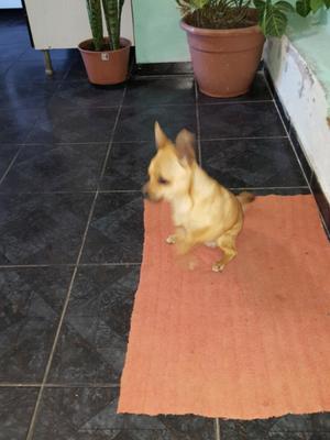 Compro chihuahua embra