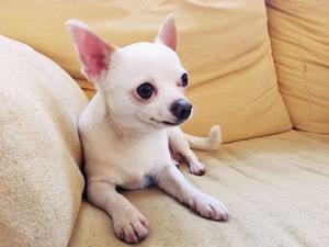 Servicio de monta Chihuahua blanco mini