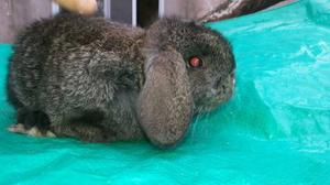 Vendo 2 Hermosos Conejitos De Raza Enana Holland Lop