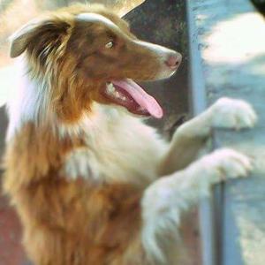 Cachorra border collie tricolor