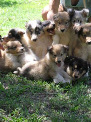 Cachorros collie rough fca todos los colores.