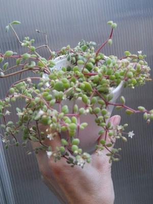 Planta Suculenta Crassula Expansa Ssp Fragilis en recipiente