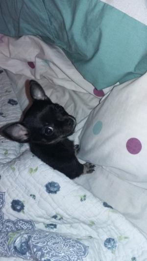 Vendo Hembra chihuahua