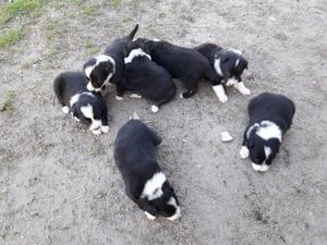 vendo cachorros border collie