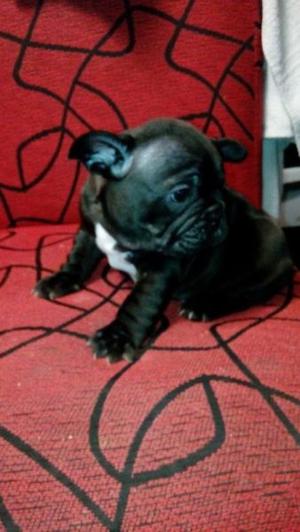 BULLDOG FRANCÉS CACHORROS!!