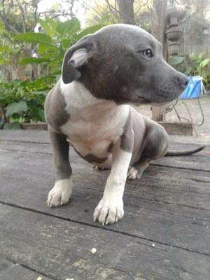 Cachorra Pitbull Blue Hermosa