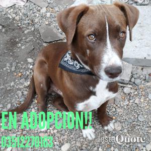 Cachorro en adopcion