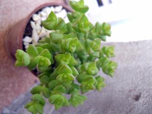 Planta Crassula ‘Hottentot’, collar de jade. Maceta 6
