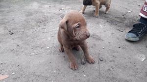 Vendo Shar pei