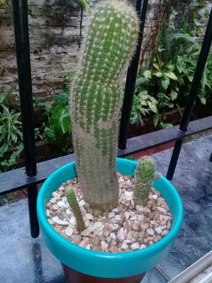 Cactus en maceta terracota