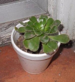 Planta Aeonium Arboreum chico en recipiente de 7 cm colmado