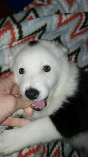 Border collie cachorros