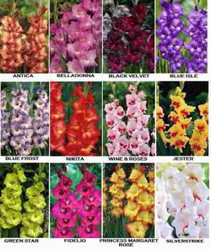 Bulbos De Gladiolos Holanda X 12 Colores Bulbos-semillas