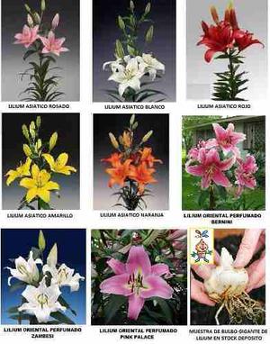 Bulbos Liliums Asiatic Y Oriental Perfum X 8 Bulbos-semillas