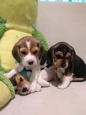 Cachorros Beagle Tricolor