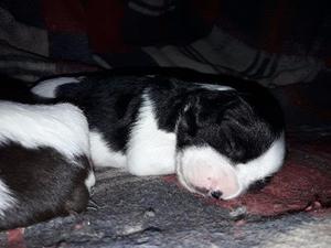 Cachorros Bretones puros