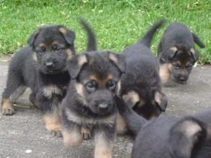 Cachorros Ovejero Aleman