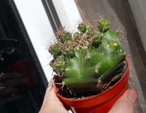Cactus Gymnocalycium marsonerii ssp matoense grande colma