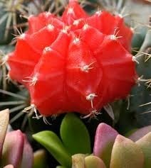 Cactus Injertados Varios Colores