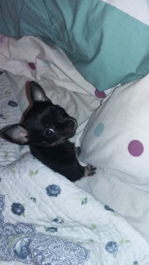 Chihuahua hembra mini