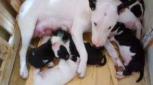 Excelentes cachorras de bull terrier con fca