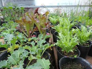 Plantines Orgánicos Para Huerta