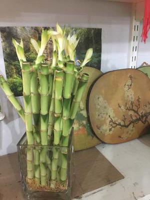 Super Oferta~lucky Bambu Rectos De 30cm !!!