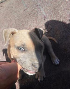 cachorro pitbull blue nose