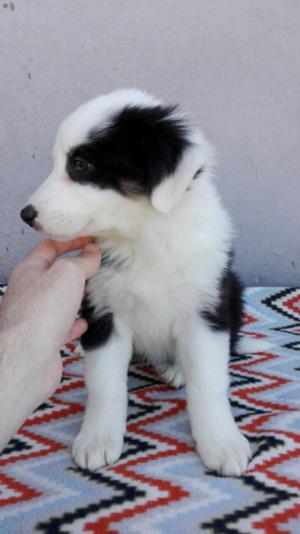 Border collie tricolor