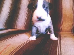 Bull terrier cachorros