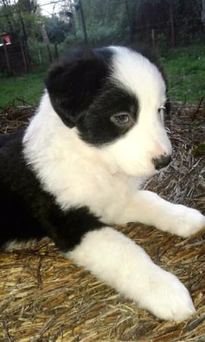 Cachorros border collie