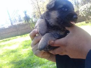 Cachorros ovejeros aleman