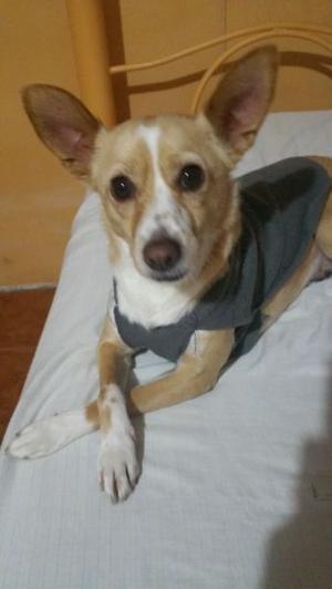 Chihuahua hembra operada, muy compañera.