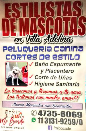 Corte Canino de Estilo los Buscamos y regresamos a tu casa