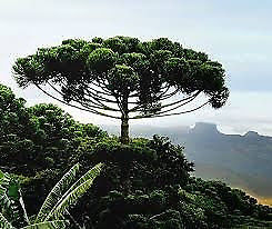 Pinos Parana (Araucaria Angustifolia) p/parquizar Barrio