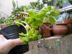 Planta suculenta sedum luteoviride en maceta de cultivo 10