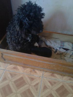 Vendo cachorros caniches toy